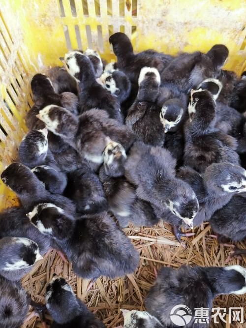 贵州火鸡苗价格多少？-图1