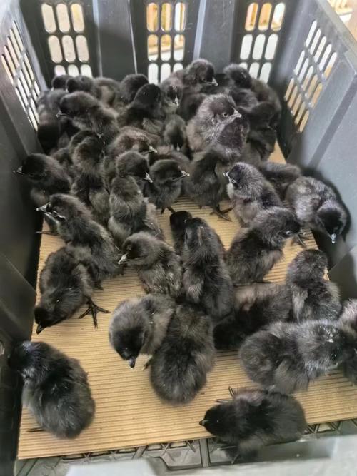 贵州火鸡苗价格多少？-图3