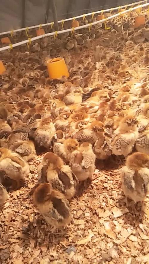 贵州火鸡苗价格多少？-图2