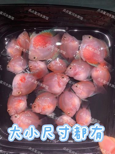 河南胭脂鱼苗养殖技术-图2