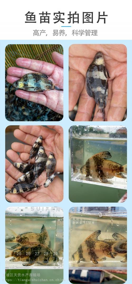 河南胭脂鱼苗养殖技术-图1