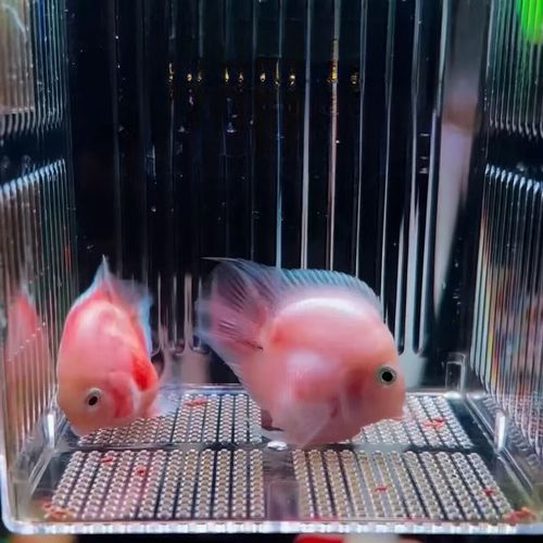 河南胭脂鱼苗养殖技术-图3