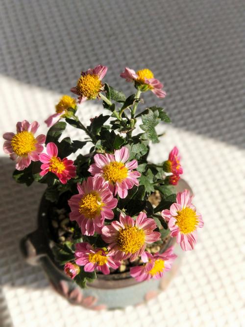 多年生菊花品种有哪些？-图3