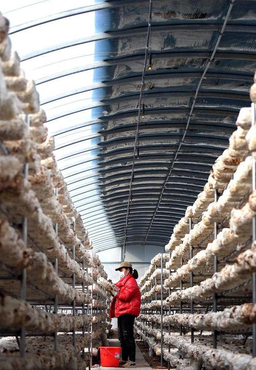 湖北平菇种植技术视频-图1