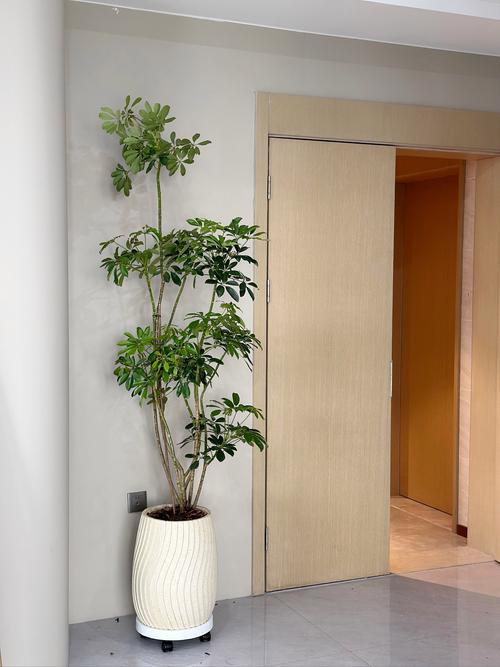 办公室落地花品种图片-图1