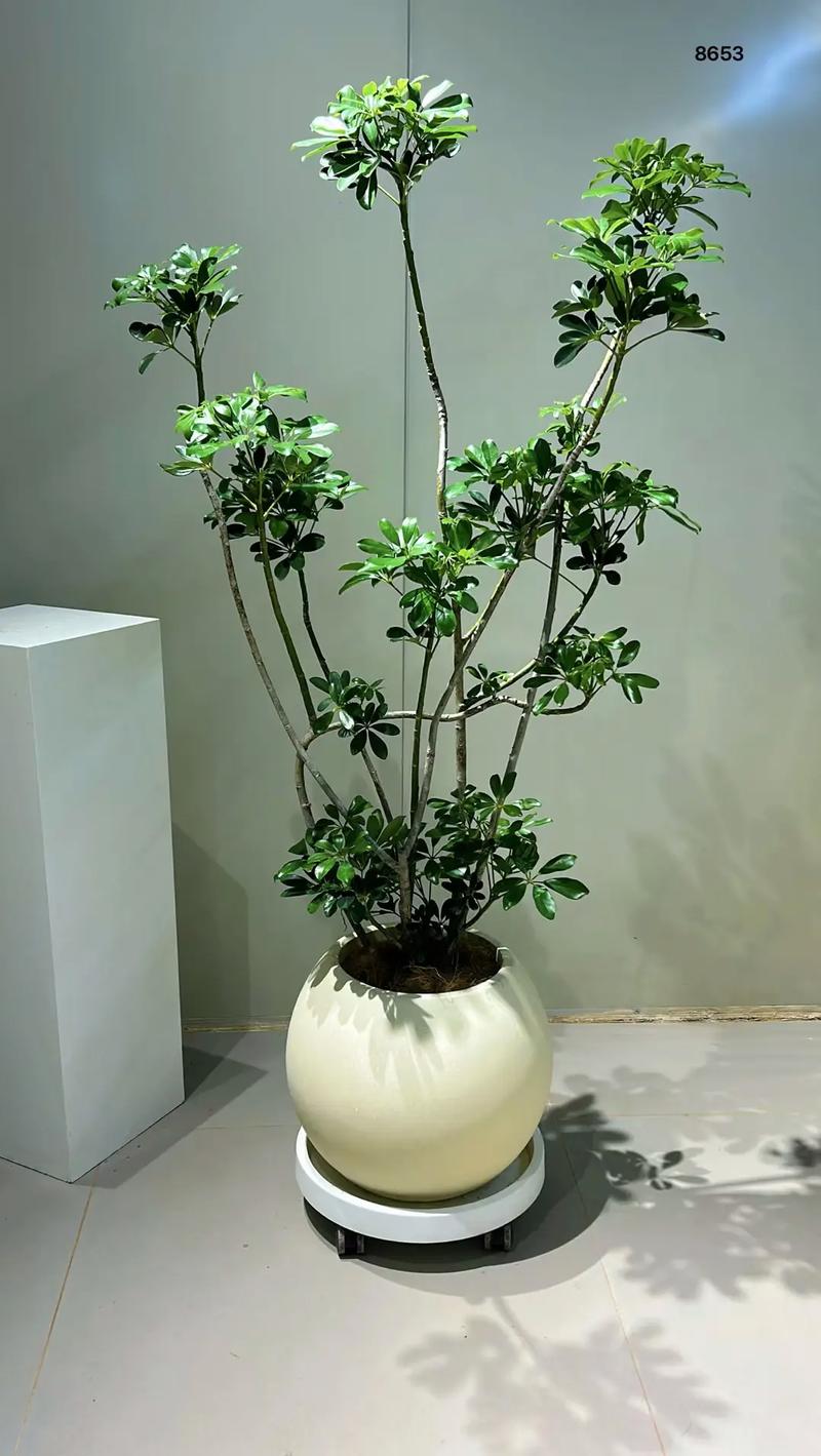 办公室落地花品种图片-图3