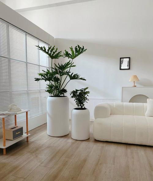 办公室落地花品种图片-图2