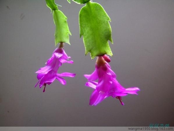 紫色蟹爪兰是稀有品种吗？-图3