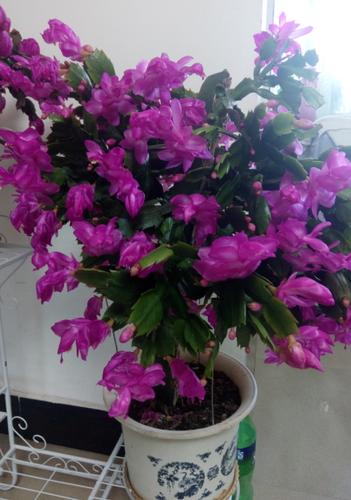 紫色蟹爪兰是稀有品种吗？-图1
