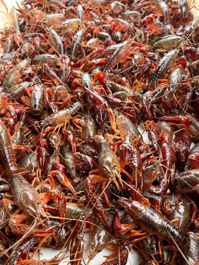 小龙虾养殖哪个品种好-图1