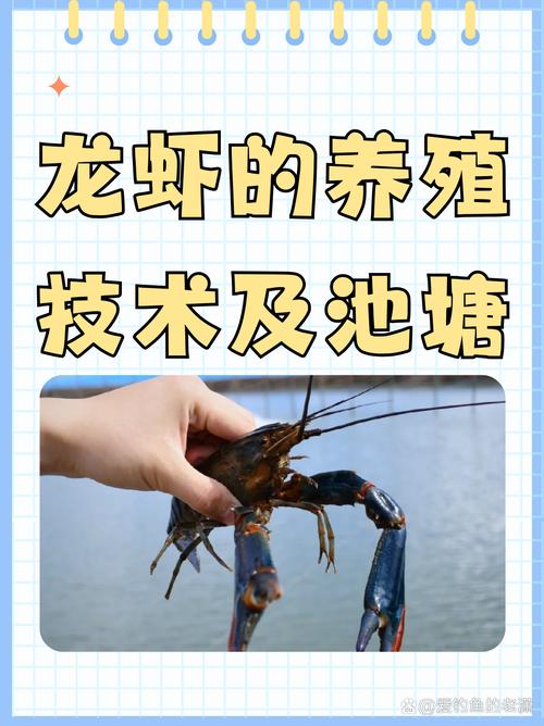 小龙虾养殖哪个品种好-图3