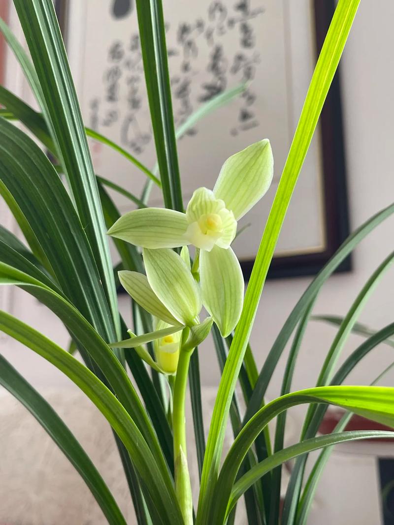 大花素是什么品种兰花-图3