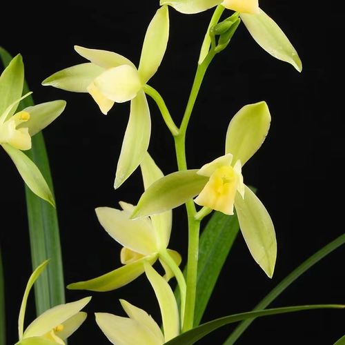 大花素是什么品种兰花-图1