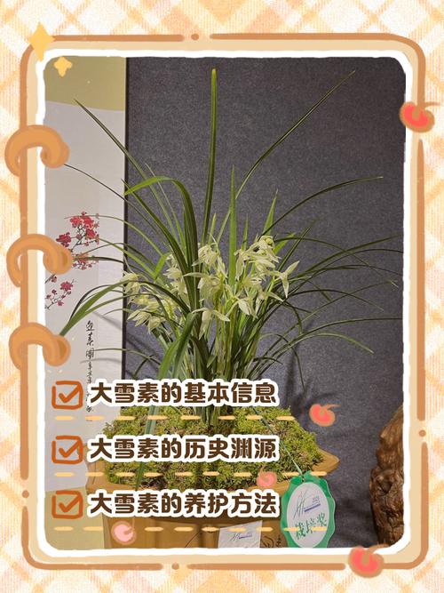 大花素是什么品种兰花-图2