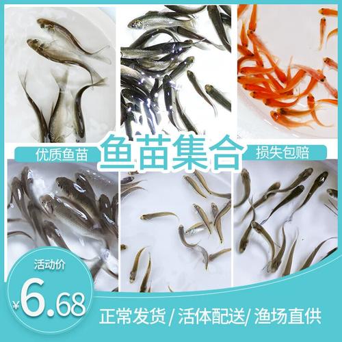 草鱼苗与泥鳅混养技术-图3