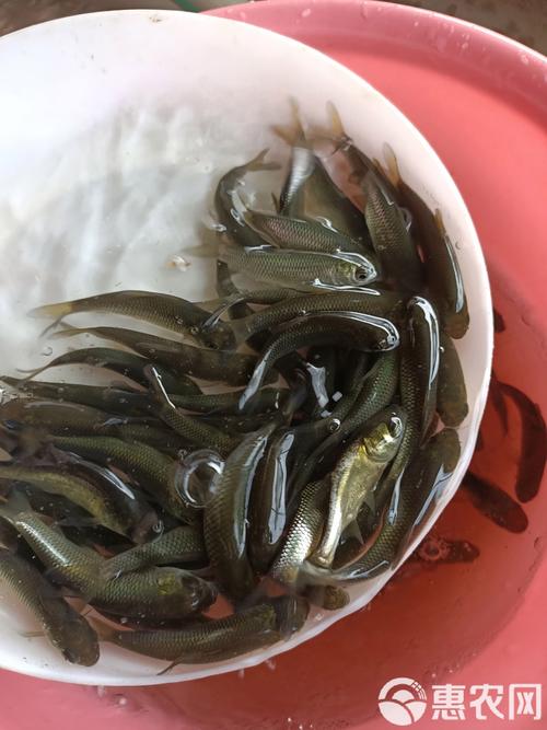 草鱼苗与泥鳅混养技术-图2