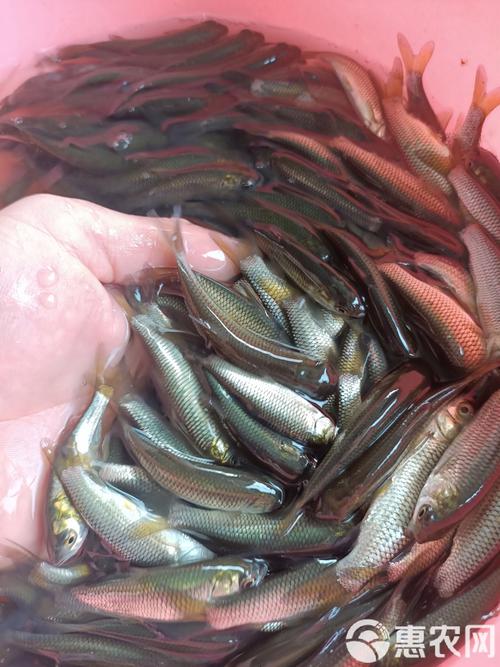 草鱼苗与泥鳅混养技术-图1