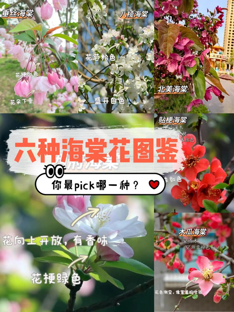 什么品种的海棠花珍贵-图1