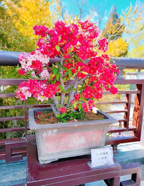 什么品种的海棠花珍贵-图3