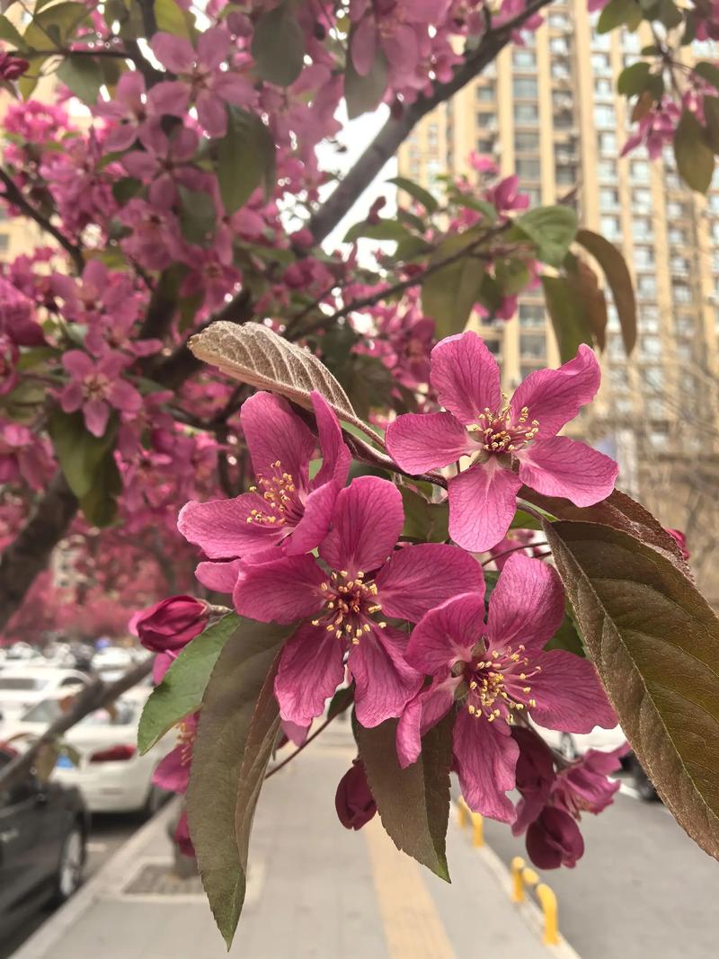 什么品种的海棠花珍贵-图2