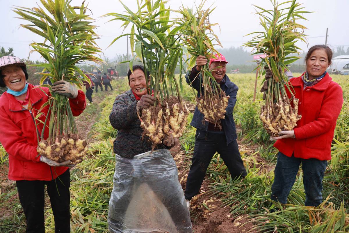 大姜种植管理技术视频有哪些要点？-图3