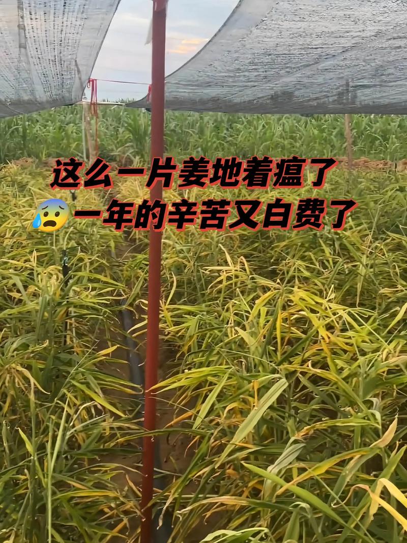 大姜种植管理技术视频有哪些要点？-图2
