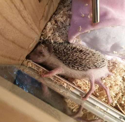 刺猬的养殖技术和视频-图1