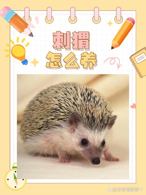 刺猬的养殖技术和视频-图2