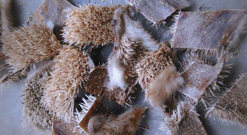 刺猬的养殖技术和视频-图3