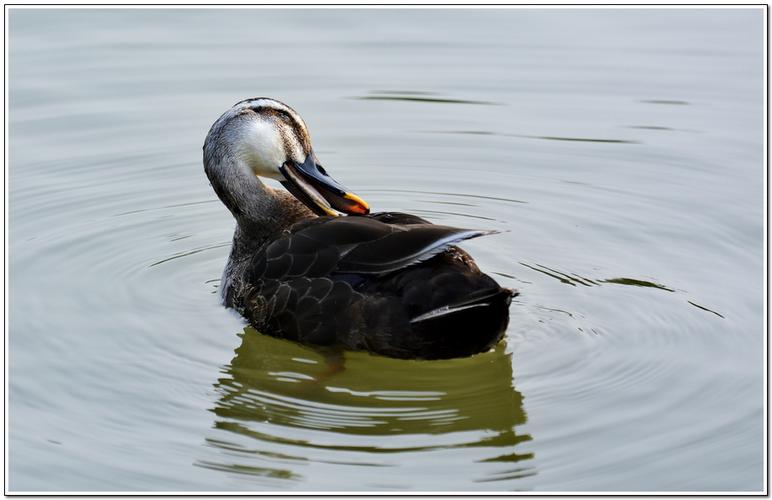 黑色小鸭子是什么品种-图3