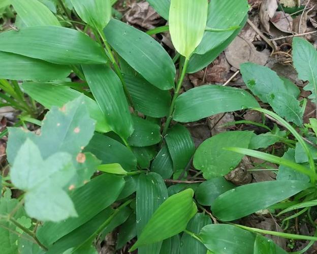 什么品种的竹子叶子少-图2