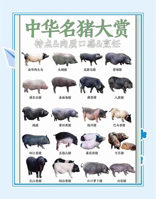 我国最常见的猪品种有哪些？-图1