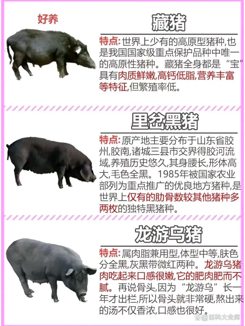 我国最常见的猪品种有哪些？-图3