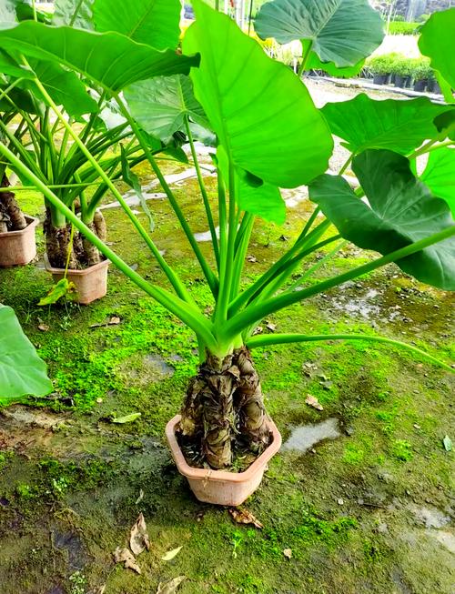 滴水观音有那几个品种-图1 滴水观音有那几个品种-图1