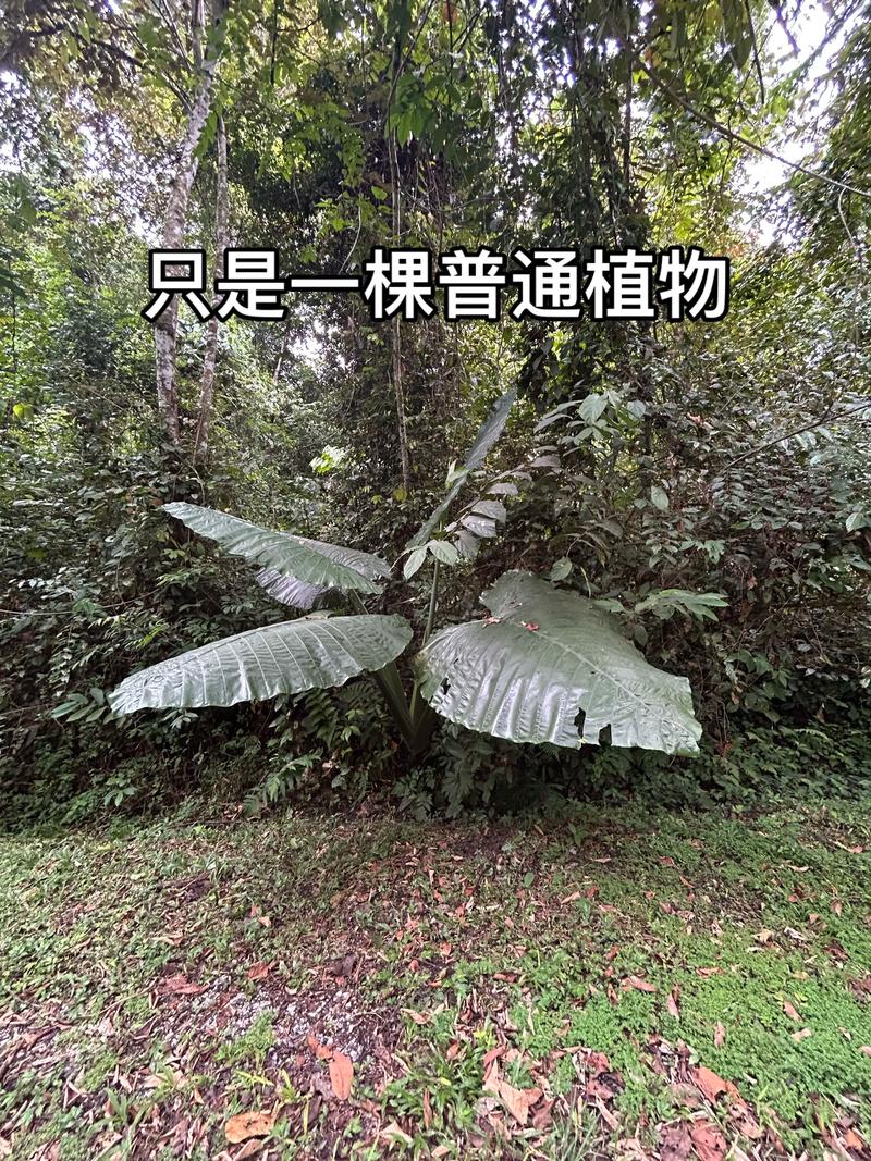 滴水观音有那几个品种-图2 滴水观音有那几个品种-图2