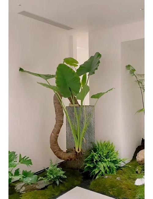 滴水观音有那几个品种-图3 滴水观音有那几个品种-图3