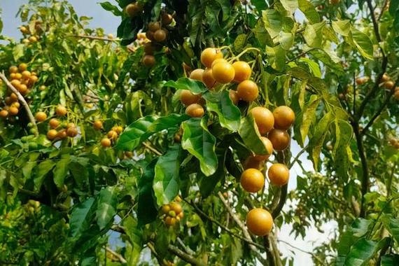 冬季鸡心黄皮技术管理-图1