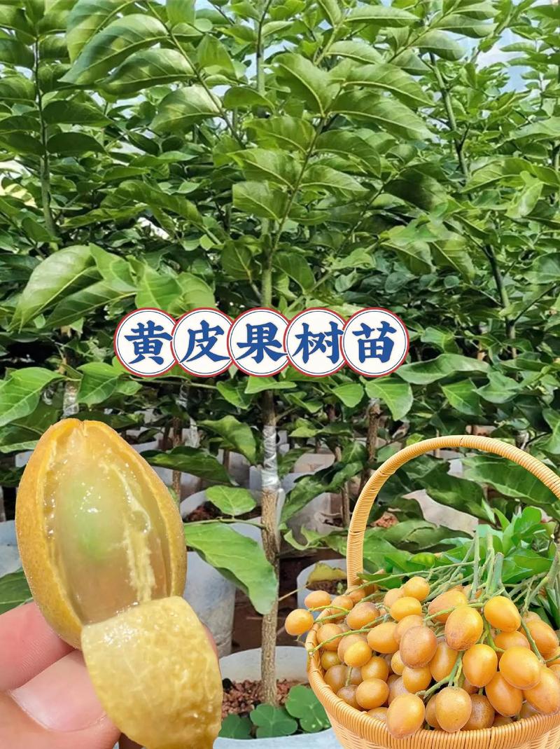 冬季鸡心黄皮技术管理-图2