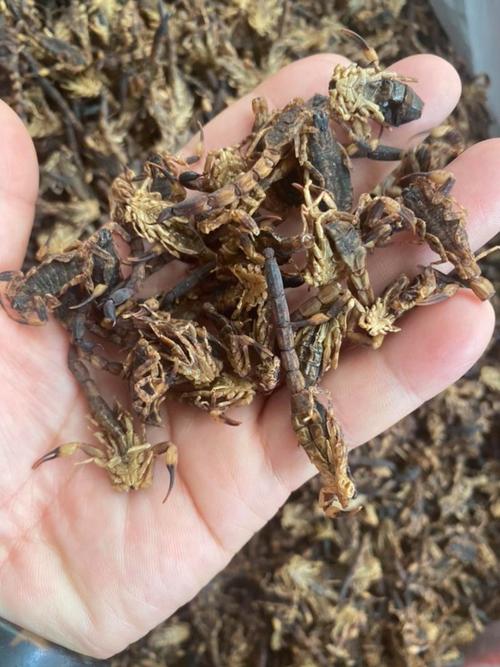 广西玉林全蝎价格行情如何？-图2