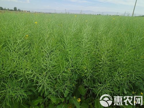 夏季油菜种植用啥品种-图2