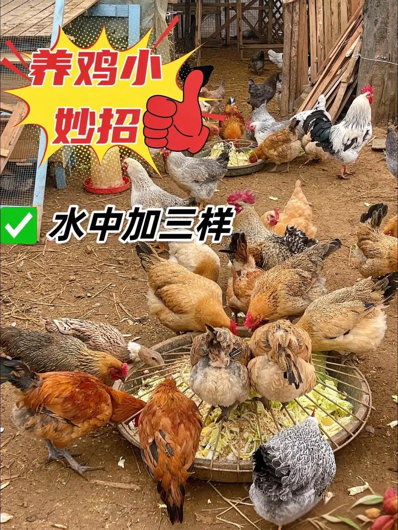 怎样捉散养的土鸡品种-图3