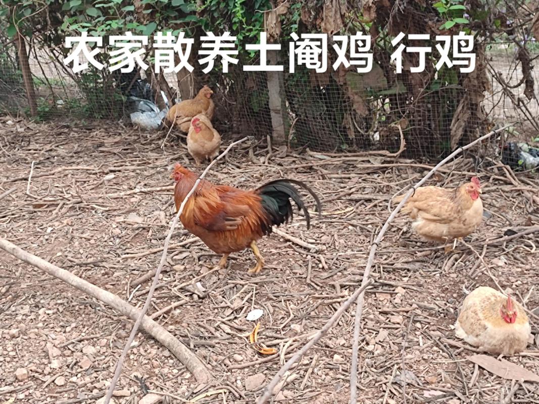 怎样捉散养的土鸡品种-图2