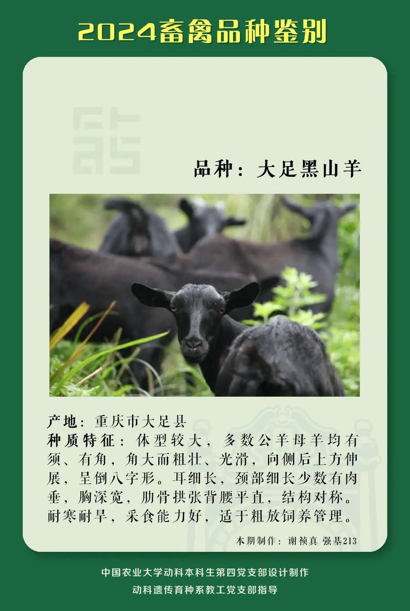 如何快速准确辨别黑山羊品种？-图1
