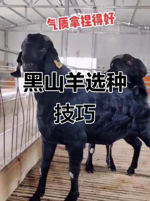 如何快速准确辨别黑山羊品种？-图2
