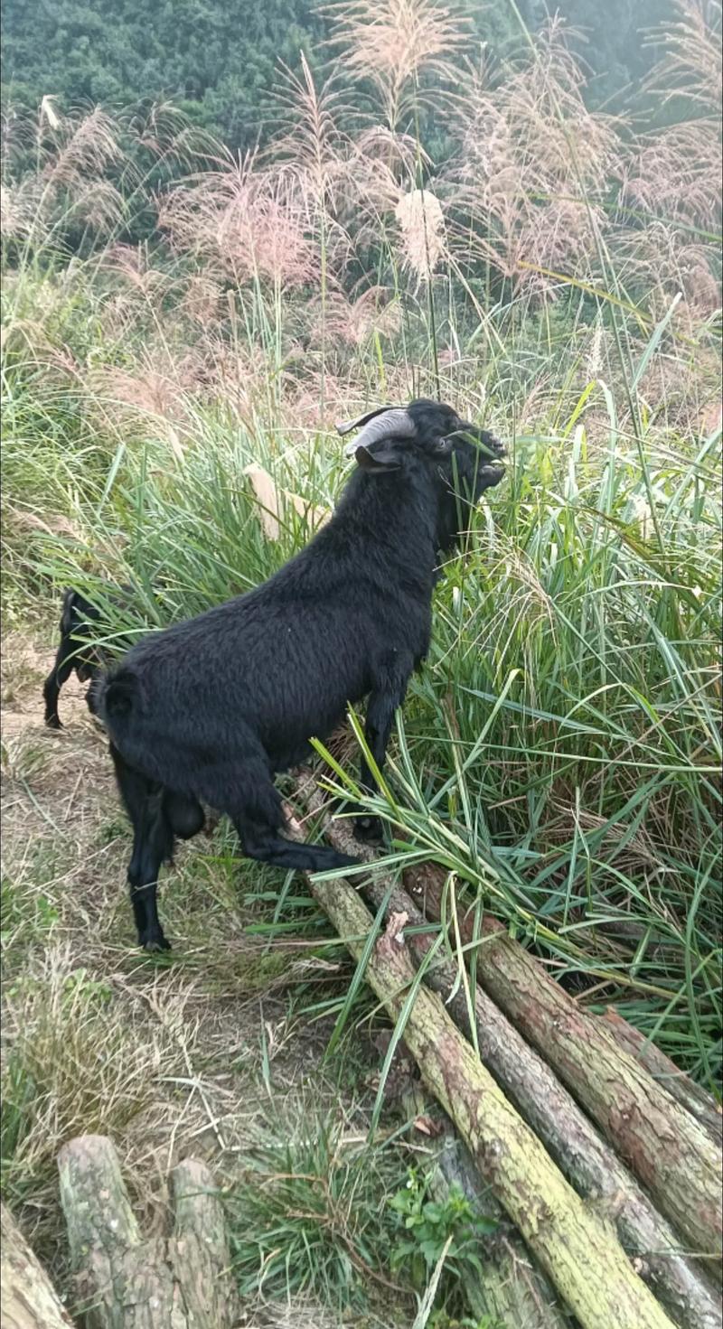 如何快速准确辨别黑山羊品种？-图3