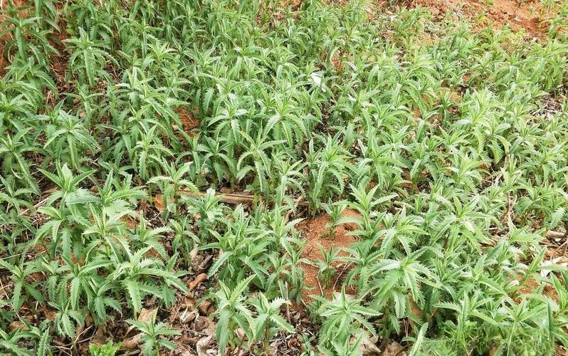 亩收益3万的种植品种-图1