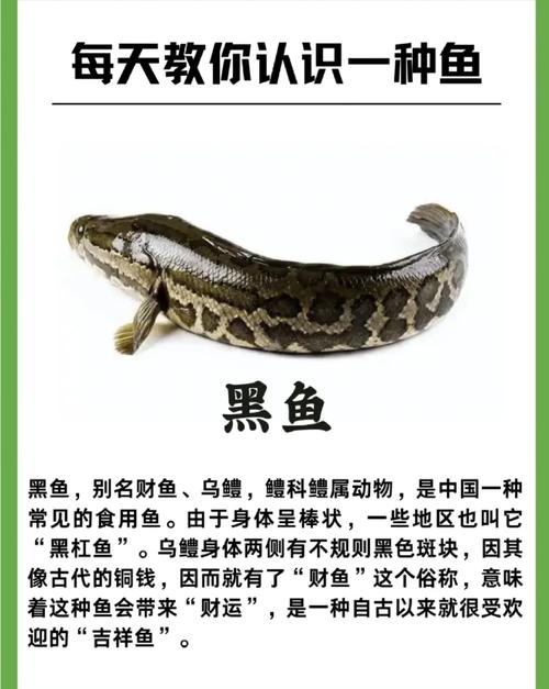 塘头黑鱼价格本日行情-图1