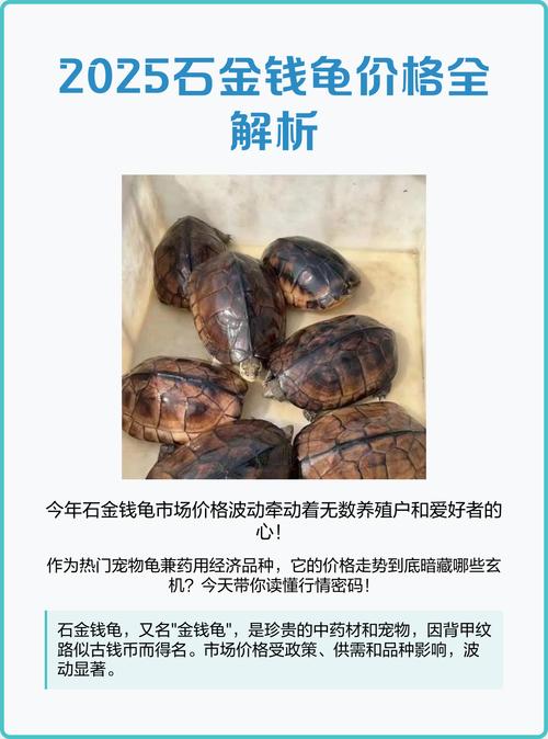 2025年大头龟价格表有啥变动？-图1