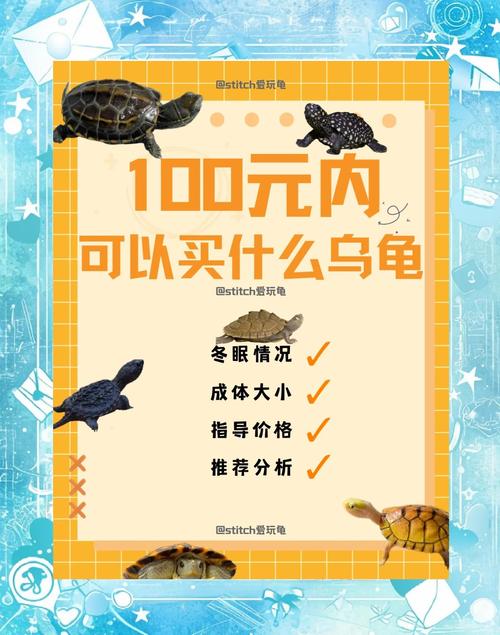 2025年大头龟价格表有啥变动？-图3