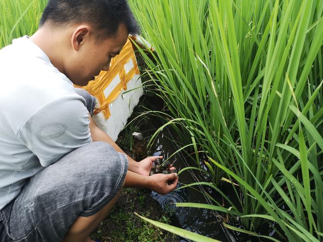 水稻套养高级技术视频，如何高效实现？-图3